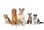 2020 Dog Tags are Now Available